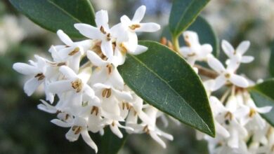 ماهو الأوثامنتوس؟