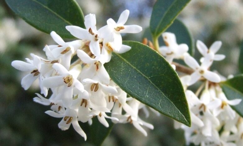 ماهو الأوثامنتوس؟