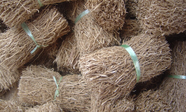 أنواع نجيل الهند