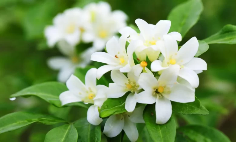 معلومات مهمة عن الياسمين