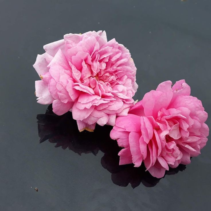 صناعة عطر ورد تابلي بطريقة مختلفة