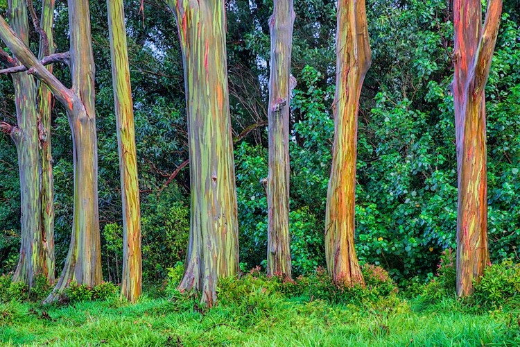 Rainbow Eucalyptus Trees