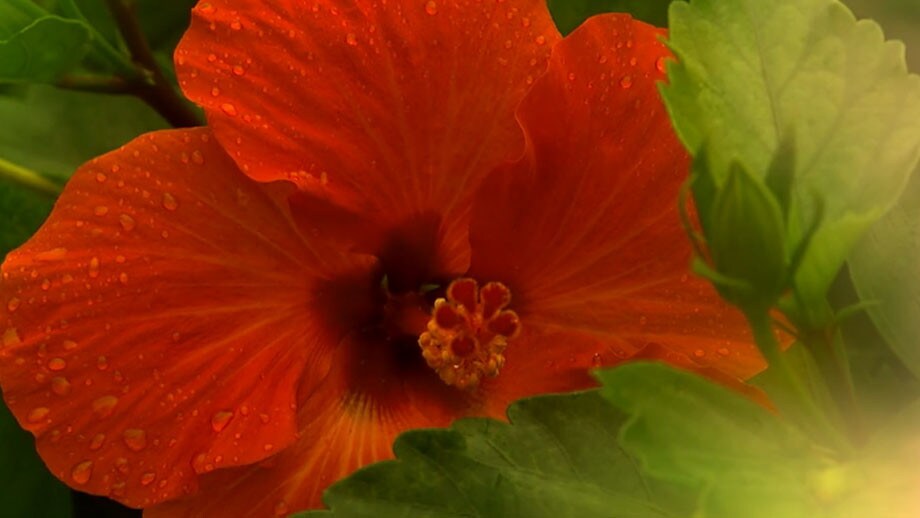 THE KORO GARDEN, RED HIBISCUS