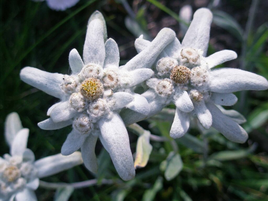 THE VALAIS GARDEN, EDELWEISS