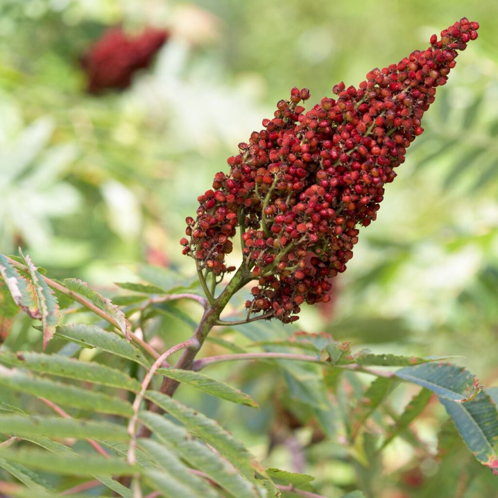 Rhus coriaria 