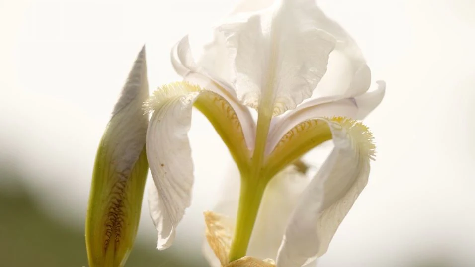 IRIS TUSCANA GARDEN, ITALY