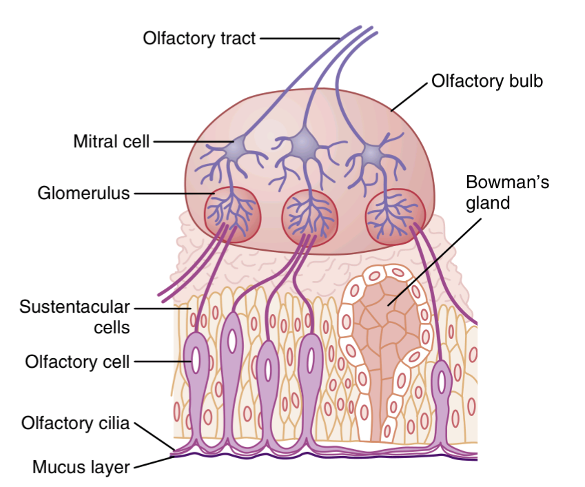 Organization of the olfactory membrane and olfactory
bulb and connections to the olfactory tract
