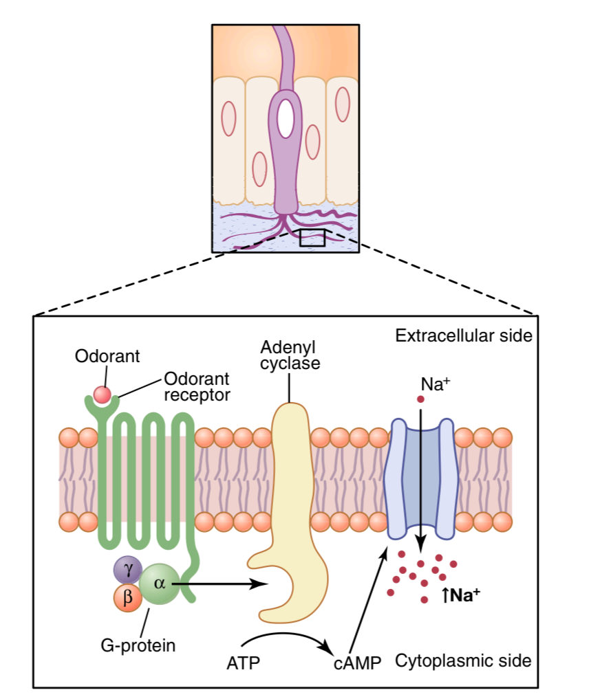 Summary of olfactory signal transduction