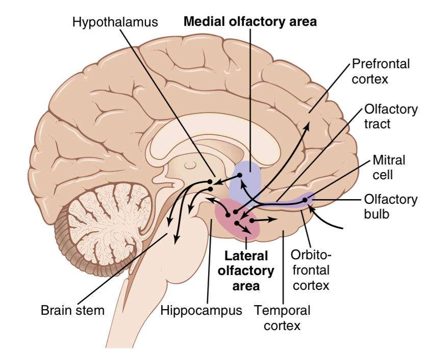 Neural connections of the olfactory system