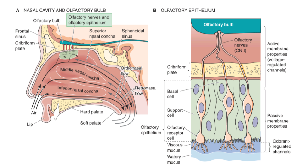 olfactory reception