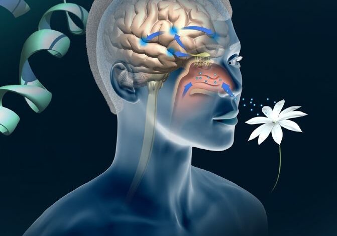 أسباب فقدان حاسة الشم